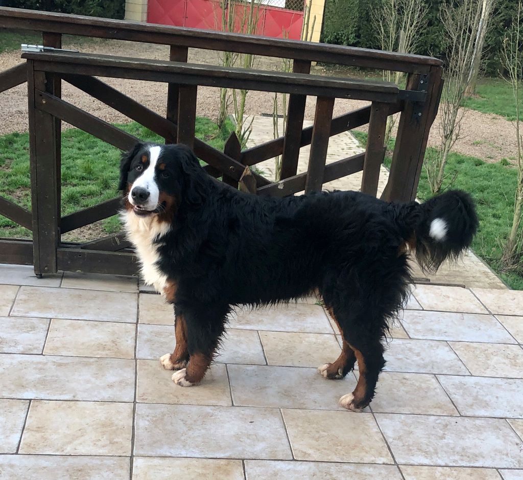 Precious hagrid Du Royaume De Luna