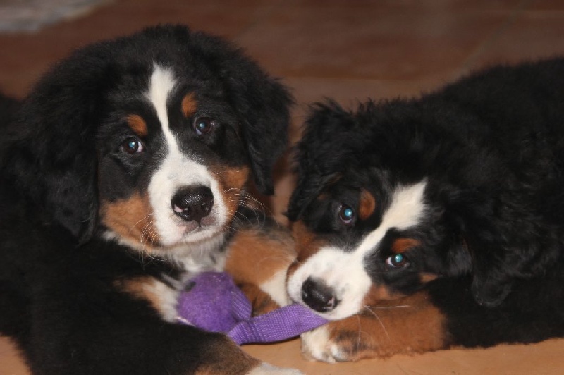 Bébés de Framboise 2014