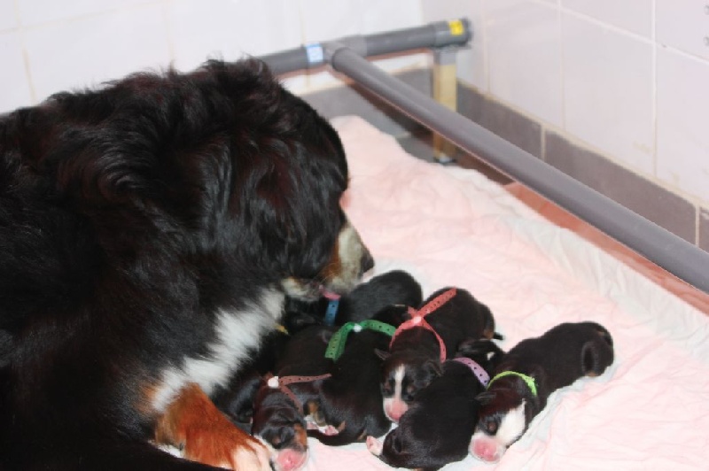 Bébés de Framboise 2015