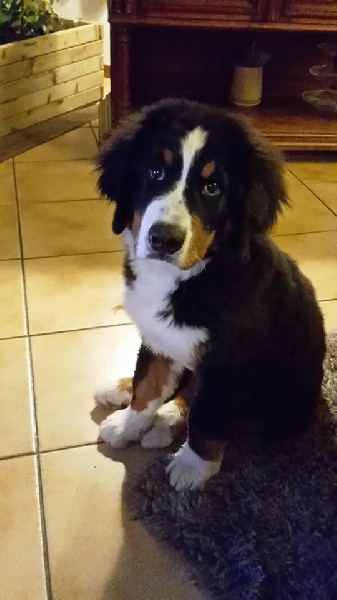 Chiots nés chez nous