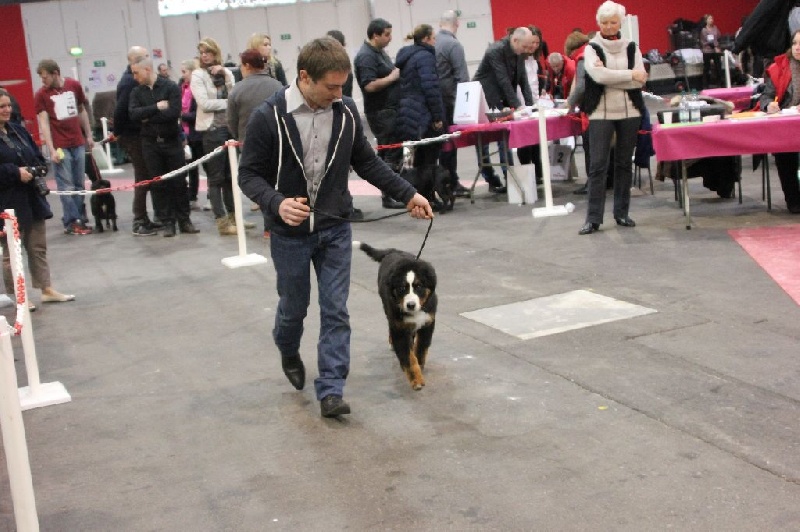 Nos chiens en exposition canine
